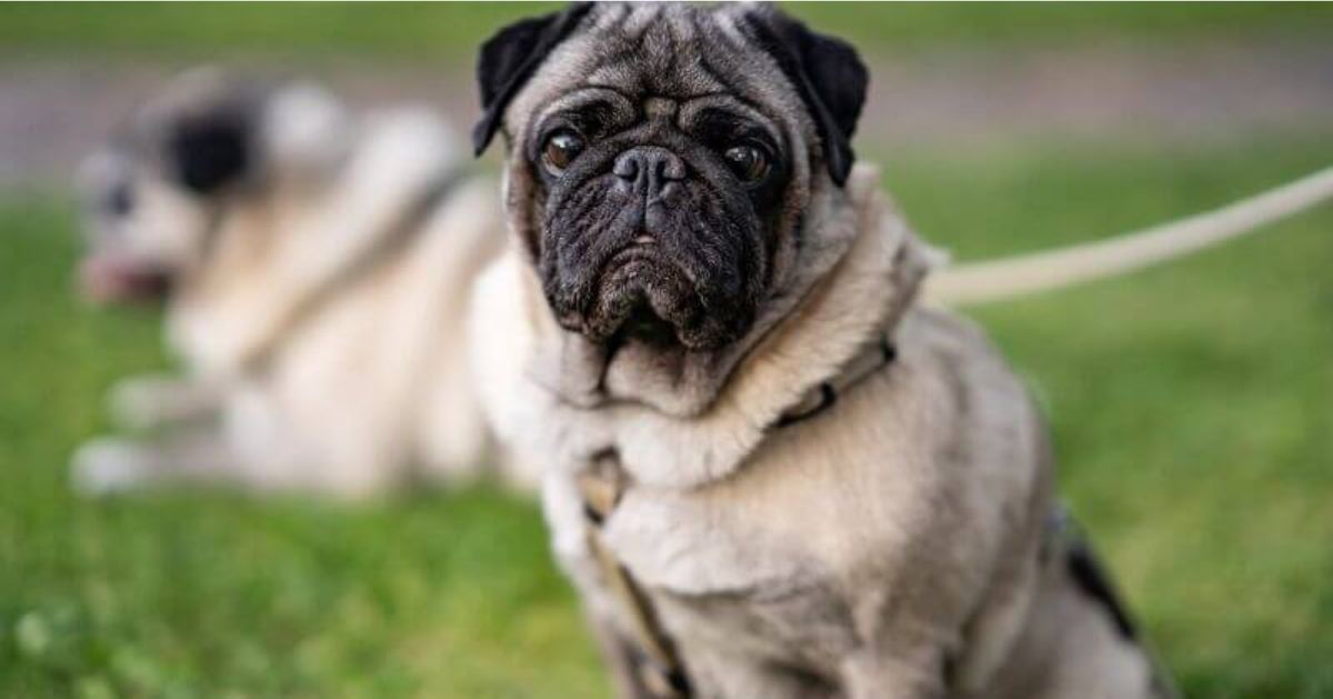 Carlin 9 annonces actuellement à vendre ou à adopter sur Pet Adoption